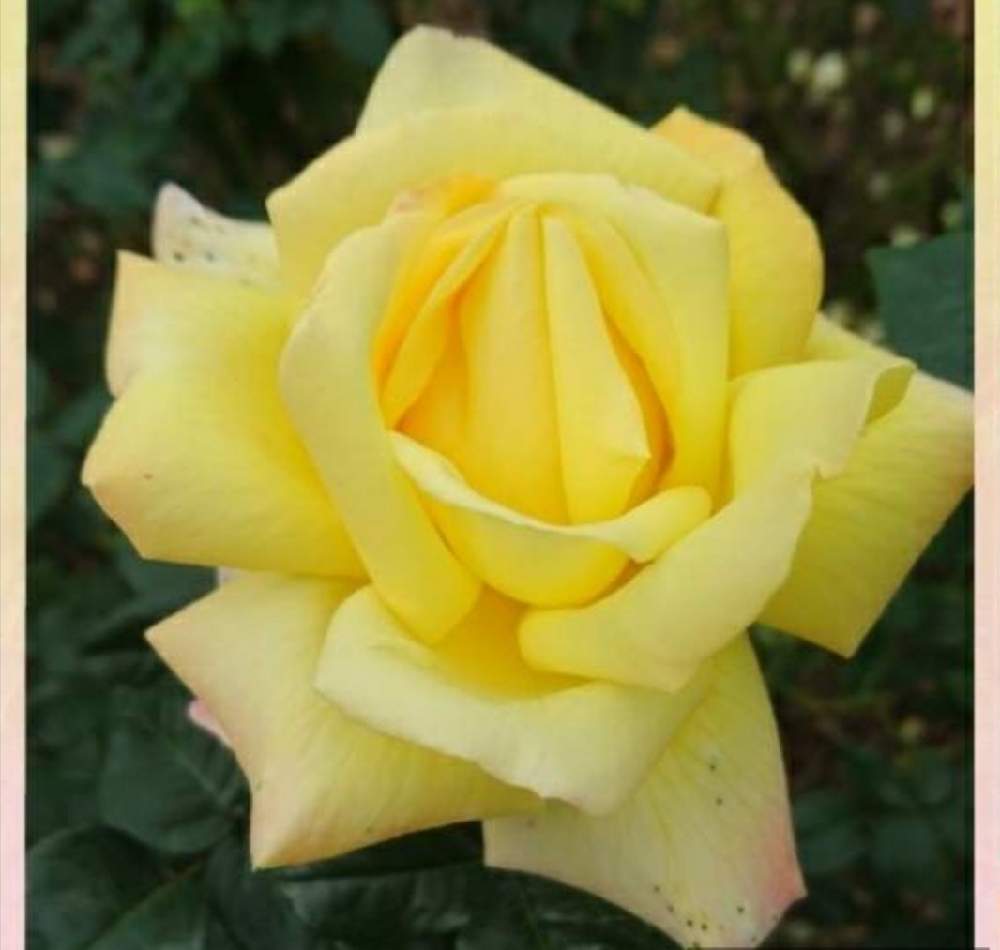 の画像 by トリトンさん | 薔薇と薔薇 ピースとキュンキュン乙女倶楽部と医療・介護の皆様に感謝と春よ来い、早く来いと山火事鎮火を願ってと癒やされる♡とGS日和と幸せの黄色いお花としあわせ運べるようにと地震お見舞い申し上げますとキュンキュン乙女倶楽部No.183と黄色いお花大好き協会とかわいいと神代植物公園バラ園と調べた由来