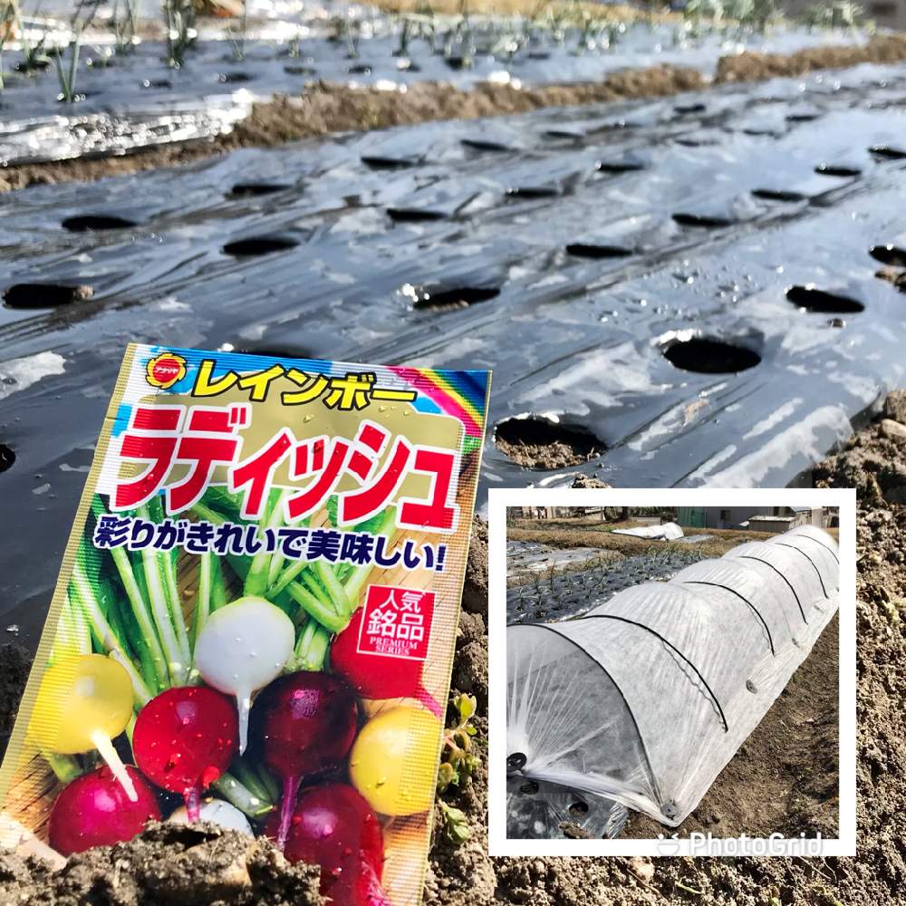 畑の画像 by 週末だけ野良人ISOさん | 畑とラディッシュと家庭菜園と家庭菜園奮闘日記とチーム岐阜