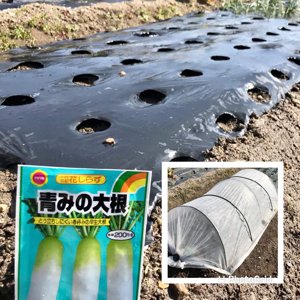 畑の画像 by 週末だけ野良人ISOさん | 畑とダイコンと家庭菜園と家庭菜園奮闘日記とチーム岐阜