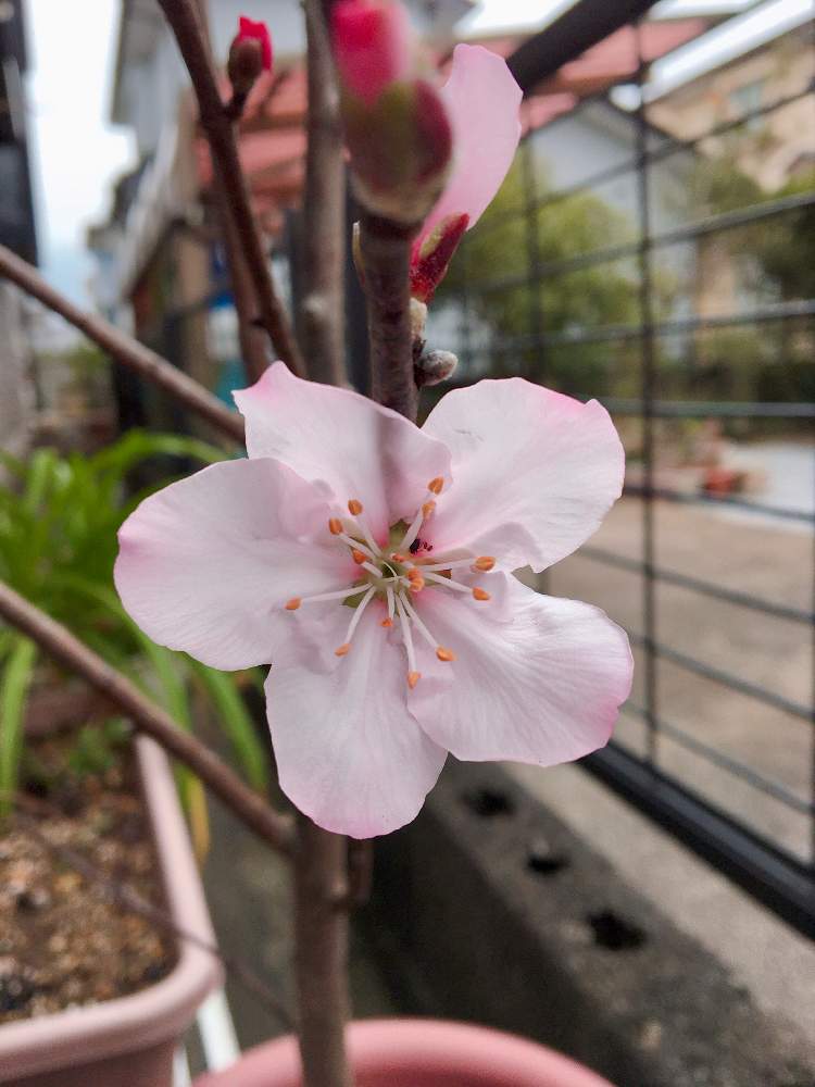 エクステリアの画像 by なおっちさん | エクステリアとアーモンドと春の使者とアーモンドの花と春がそこまでと花のある暮らしと咲いた!