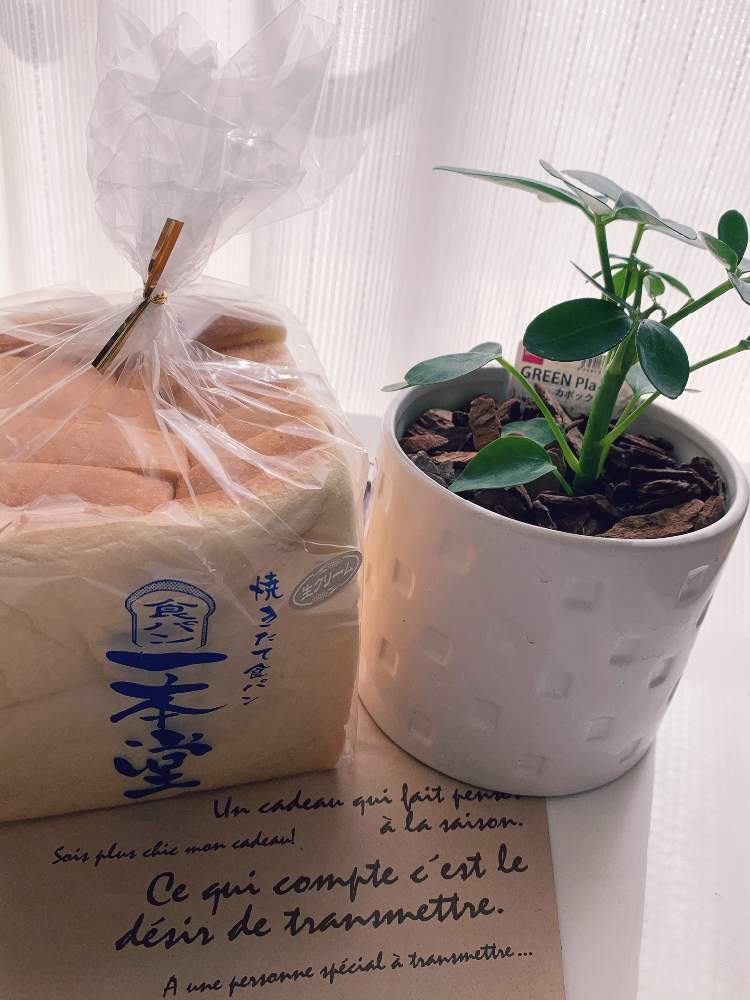 の画像 by n_enjoymamaさん | カポックとありがとうと鉢植えとごちそうさまと頂き物とチーム福岡とDAISO産