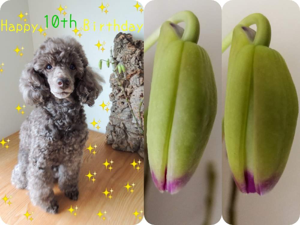 窓辺の画像 by woodAppleさん | 窓辺とDendrobium wardianumと着生蘭とコルク着生と犬のいる暮らしとテンドロビウム原種