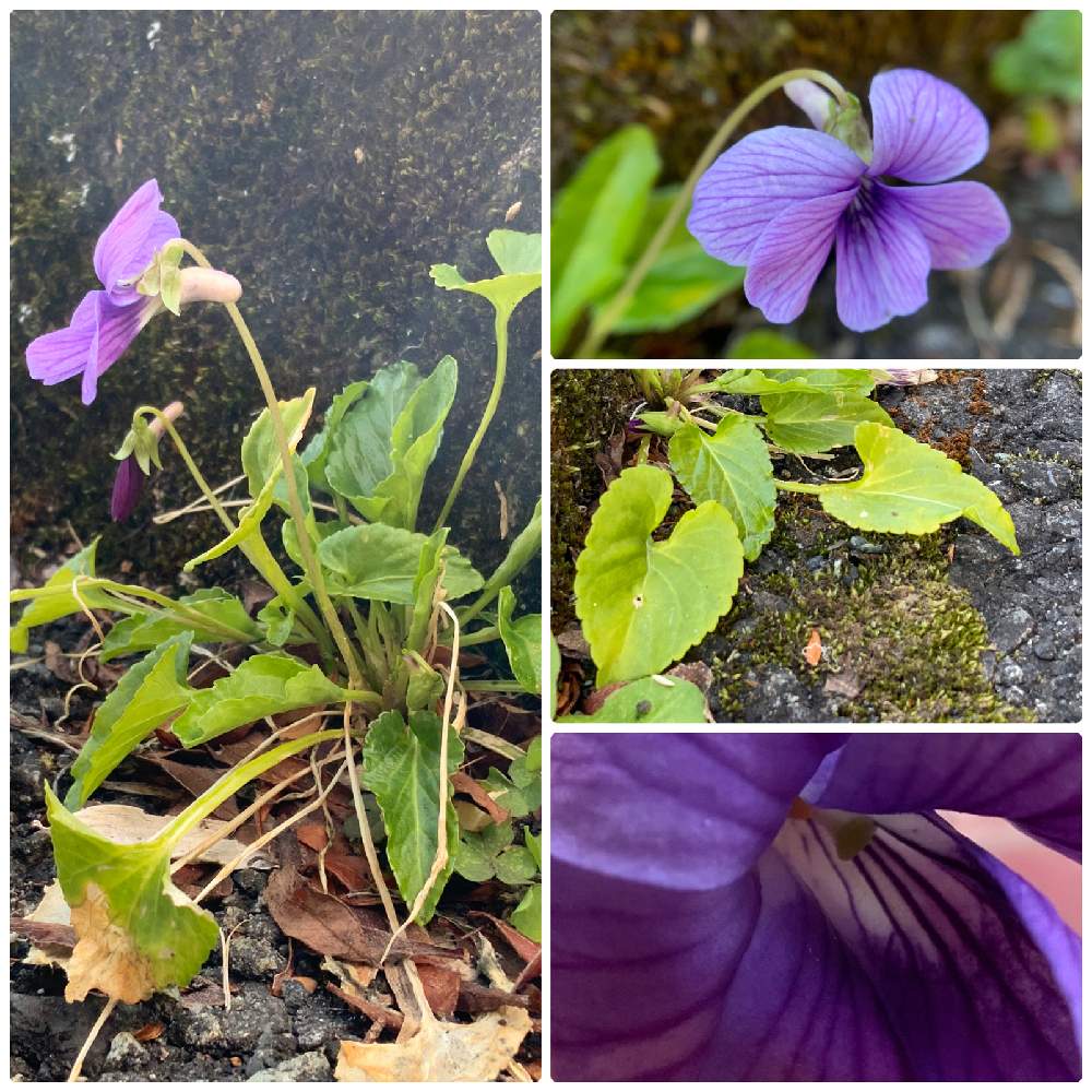 の画像 by ごまぴょんさん | 野の花とスマホ撮影とスマホ用マクロレンズ使用とスミレ科と山野草と散歩道とスミレ・