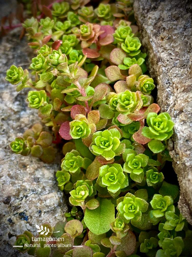 の画像 by たまごめん。さん | 植物観察日記とiPhone11ProMaxと気温10℃とところにより曇りと奈良・佐保川散策と蔓万年草*と奈良県奈良市とツルマンネングサと多肉植物