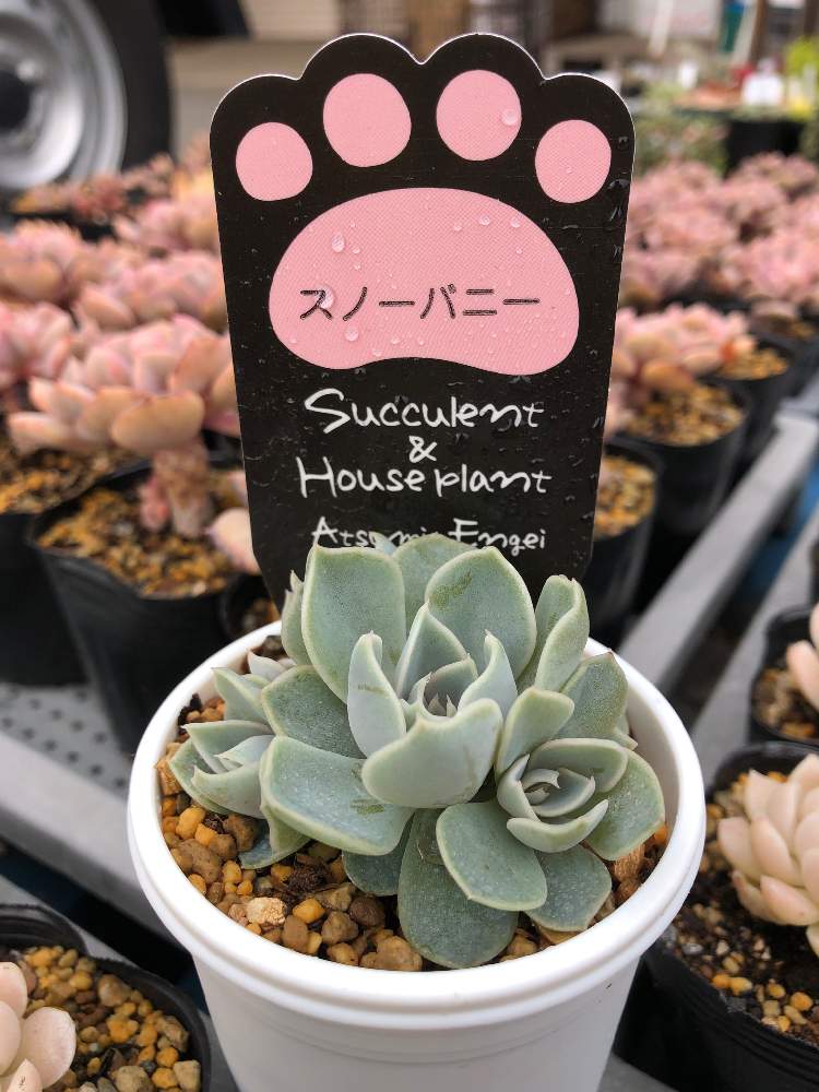 アプローチの画像 by hippo potamasさん | アプローチとスノーバニーと多肉植物と多肉男子とgreen gardenとおうち園芸とbotanical lifeと花のある暮らし