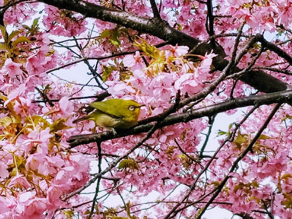 の画像 by シロネコさん | カワヅザクラと樹木と花のある暮らしと季節を楽しむと花のある風景