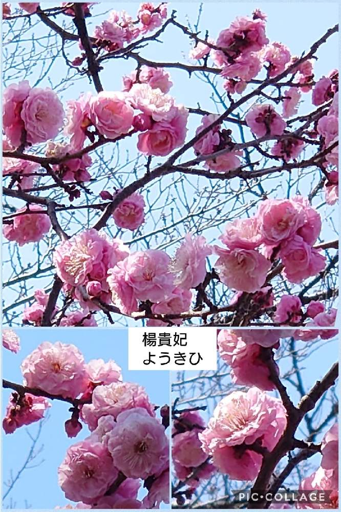 の画像 by トリトンさん | うめと梅 楊貴妃とキュンキュン乙女倶楽部と医療・介護の皆様に感謝と春よ来い、早く来いと山火事鎮火を願ってとピンク❤︎ピンクと癒やされる♡とGS日和と羽根木公園としあわせ運べるようにと地震お見舞い申し上げますとキュンキュン乙女倶楽部No.183とかわいいとGS散歩☆世田谷と青空とコラボシリーズ