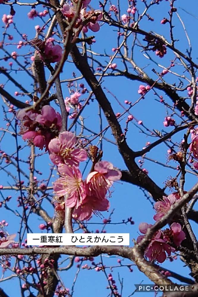 の画像 by トリトンさん | うめと梅 一重寒紅とキュンキュン乙女倶楽部と医療・介護の皆様に感謝と春よ来い、早く来いと山火事鎮火を願ってとピンク❤︎ピンクと癒やされる♡とGS日和と羽根木公園としあわせ運べるようにと地震お見舞い申し上げますとキュンキュン乙女倶楽部No.183とかわいいとGS散歩☆世田谷と青空とコラボシリーズ
