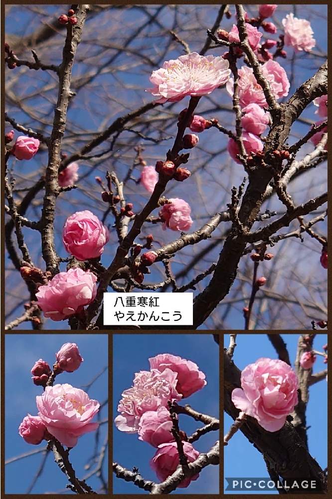 の画像 by トリトンさん | うめと花梅 八重寒紅とキュンキュン乙女倶楽部と医療・介護の皆様に感謝と春よ来い、早く来いと山火事鎮火を願ってとピンク❤︎ピンクと癒やされる♡とGS日和と羽根木公園としあわせ運べるようにと地震お見舞い申し上げますとキュンキュン乙女倶楽部No.183と青空とコラボシリーズとかわいいとGS散歩☆世田谷