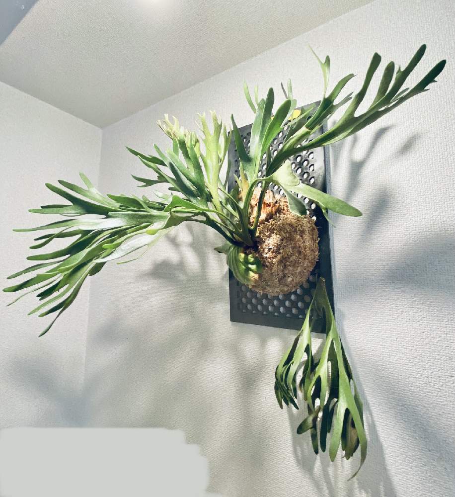 の画像 by aiさん | ビカクシダ キッチャクードとP.Mt.kitshakood Thin frondと着生植物と観葉植物と通風 パネルと ビカクシダとシダ植物