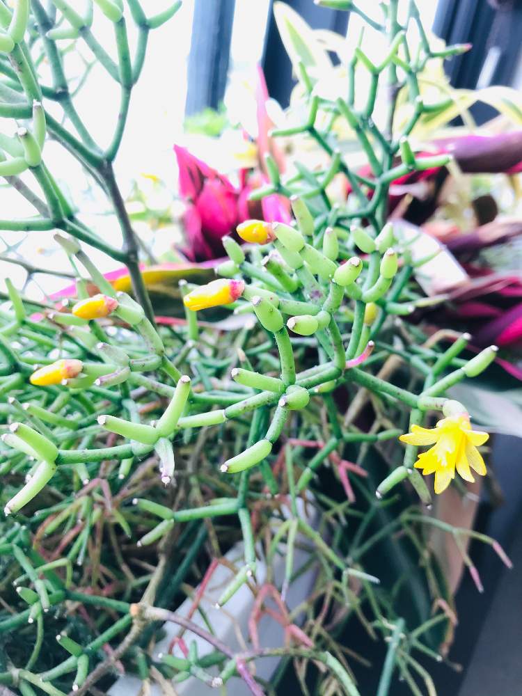 お出かけ先の画像 by bu--bu--chanさん | お出かけ先とサルコイアシと多肉植物と多肉の花とありがとう♡と有難う御座居ますと花盛りとokinawaと沖縄とオキナワと感謝と2月と春だーと楽しもうと2021とおきなわとお出かけ先にて