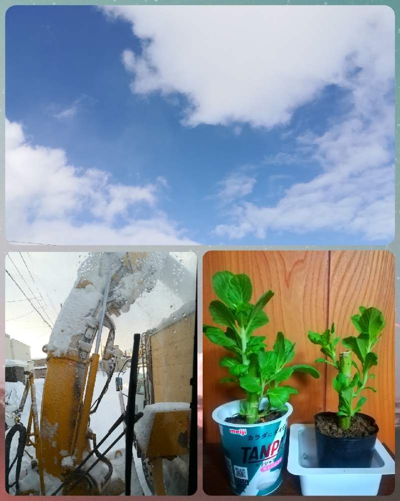 部屋の画像 by モニさん | 部屋と葉牡丹と観葉植物と雪景色と家庭菜園とおうちde菜園と雲仲間と栽培記録とおうち園芸とお花と北海道と北国栽培