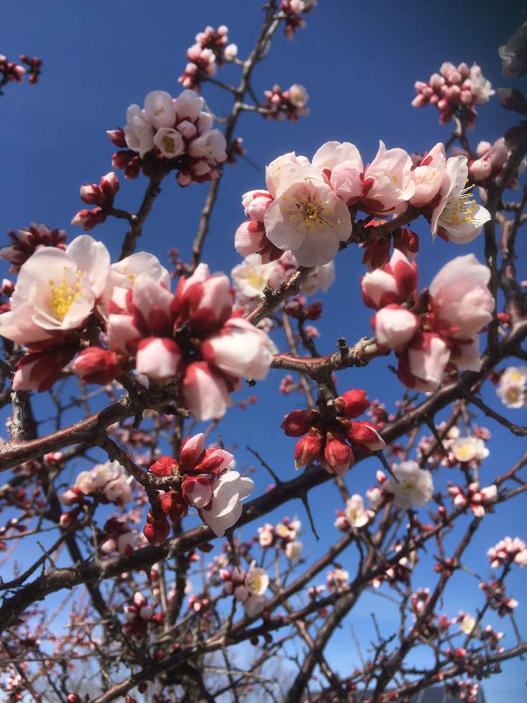 お出かけ先の画像 by gurichannel さん | お出かけ先と春のお花と 梅の花とイマソラと一人一花フラワーステッカーとフラワーステッカーとユーミンつながり