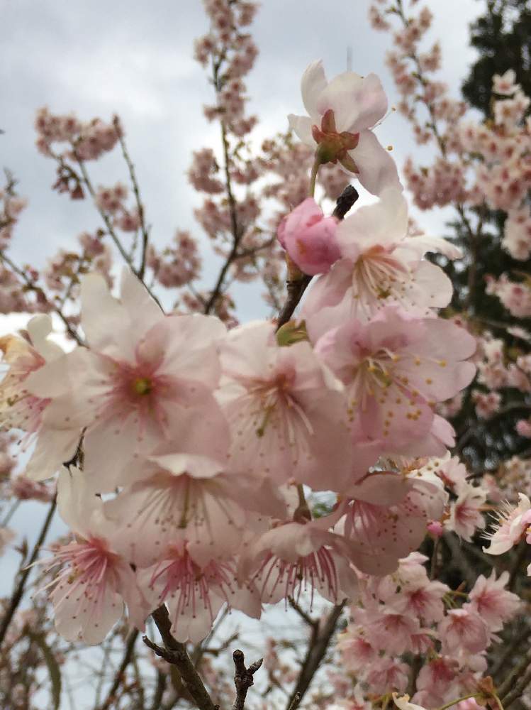 お出かけ先の画像 by amamaさん | お出かけ先と初御世桜と花木とピンク色のお花と2102