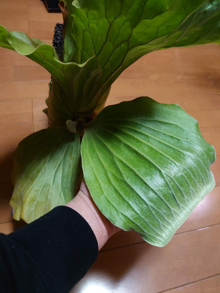 窓辺の画像 by Yoshiさん | 窓辺とビカクシダ エレファントティスとPlatycerium elephantotisと着生植物とウラボシ科と着生シダとシダ植物とビカクシダ属と【アンゴレンセ】と象耳麋角羊歯