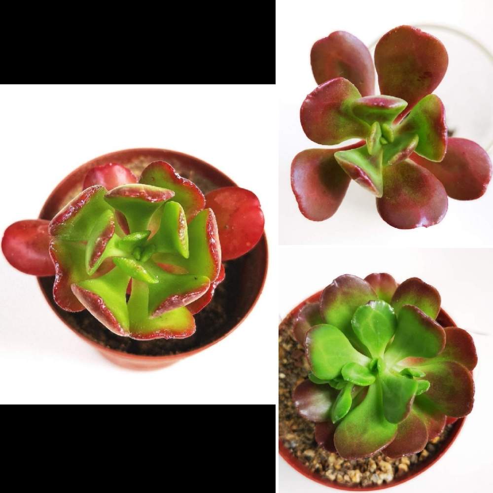 バルコニー/ベランダの画像 by eyeさん | バルコニー/ベランダとSedum dendroideum ssp.praealtumとセダム属 プレアルタムと宝珠扇とセダム属とSedum dendroideum ssp. praealtumと胃薬と宝珠扇.とコメリと国際ベンケイソウ科ネットワークとホムパトとShrubby sronecropと⭐eye⭐セダム属と☆eye☆170とホムパト(ホームセンター パトロール)とICN(国際ベンケイソウ科ネットワーク)とプレアルタムと☆eye☆は行
