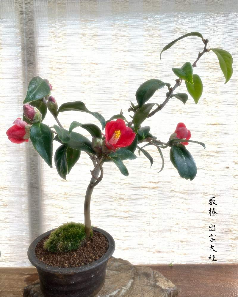 バルコニー/ベランダの画像 by 美野美谷さん | バルコニー/ベランダとヤブツバキ( 薮椿 )とM's style bonsaiと薮椿 出雲大社