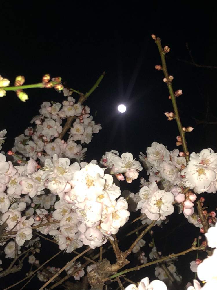 小さな庭の画像 by ヒゲさん | 小さな庭と梅の花とピンクの花と満月の夜と花のある暮らしと白い花と良い香り