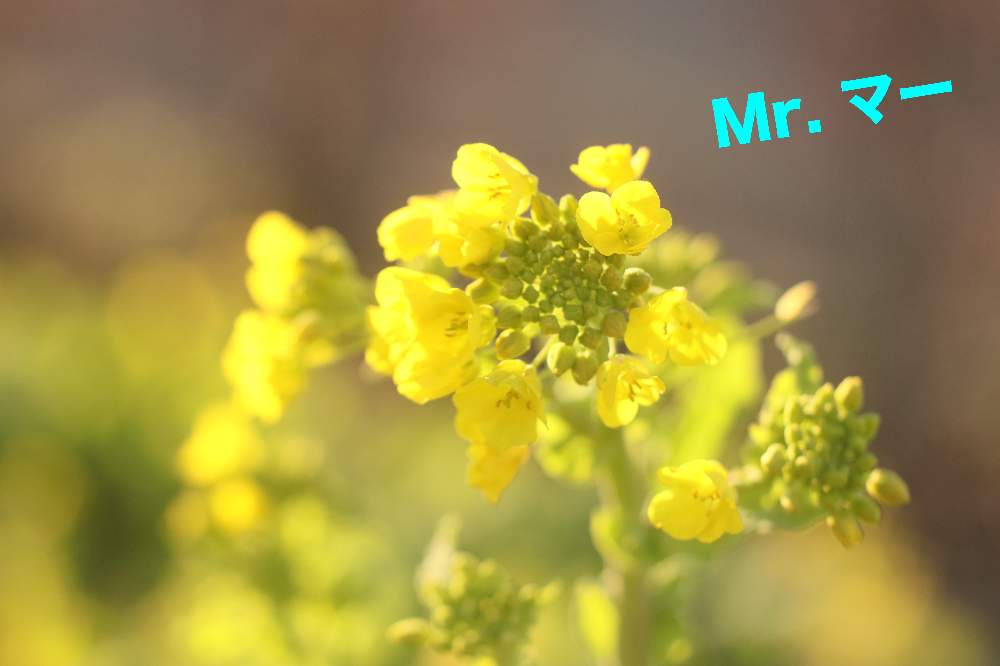 お出かけ先の画像 by Mr. マーさん | お出かけ先と菜の花と㊗️ももりんさん2800picとやめよう無断転載ともんもんチャン♡見守り隊とEOSと春よ来い、早く来いとしあわせ運べるようにと黄色いお花大好き協会と㊗️じゅんさん2700picと㊗️さあやさん700pic