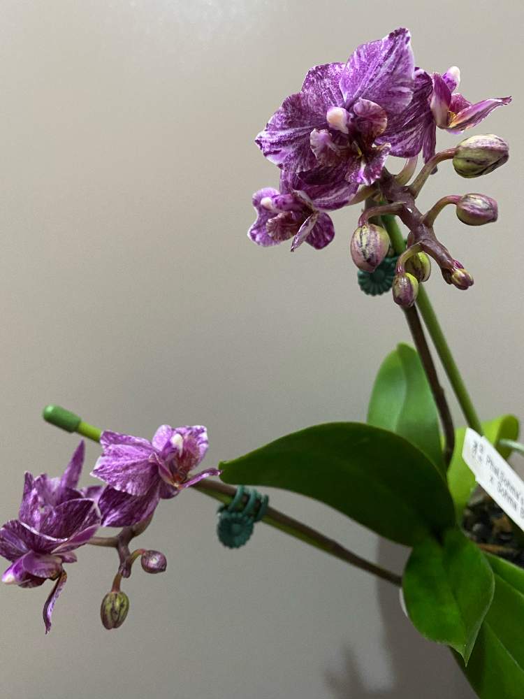 窓辺の画像 by hoshiho03さん | 窓辺と洋蘭とPhalaenopsis 交配種とラン科とorchidと胡蝶蘭。と交配種とPhalaenopsis Sohma's Eclipse 'MS1' × Sohma Berry 'Chabo'と洋ランと洋蘭交配種とファレノとミニ胡蝶蘭☆と胡蝶蘭 ミディと胡蝶蘭♡と胡蝶蘭 交配種
