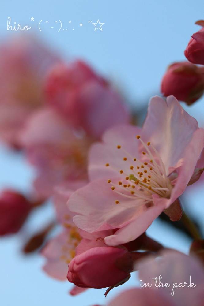 お出かけ先の画像 by hiro*( ^-^).:*:・'°☆さん | お出かけ先と河津桜と『2021桜』フォトコンテスト