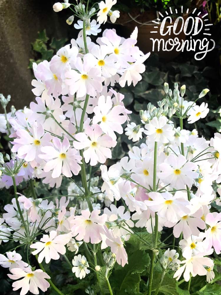 小さな庭の画像 by モカさん | 小さな庭と今日も笑顔で♡と今日はいい天気☀️と湖畔の花あかりとプリムラマラコイデス♡と素敵な一日を✨と元気よ届け♡とトキメキ❤とお庭のお花♡と今日も一日頑張ろう