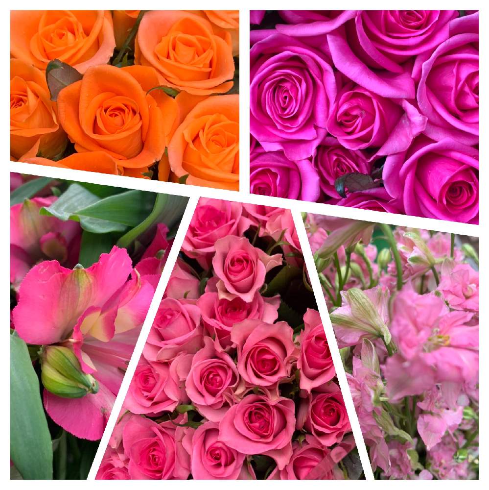 の画像 by かずさん | 薔薇 ピンクレディブルと薔薇 ニューミラクルと薔薇 ニューミラクルと素敵な薔薇のある暮らしとロザリアン★*と癒しとおうち園芸とお花大好き✨とレッスン用と花のある暮らし