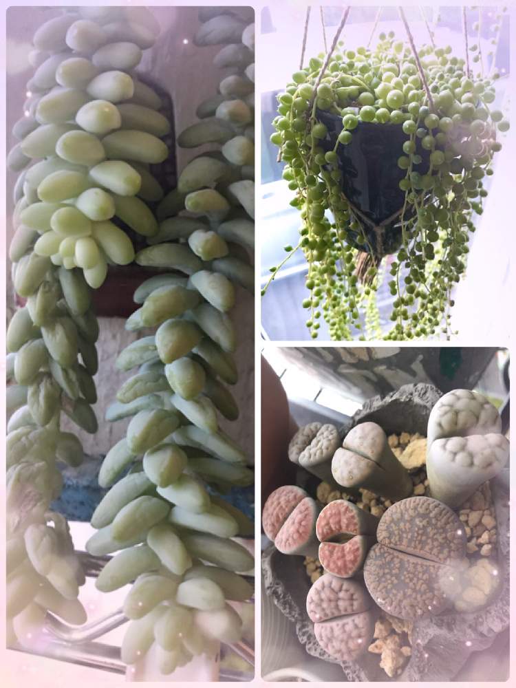 の画像 by hiichanさん | 多肉植物 ビアホップとバラと夢CLUBとつぶつぶの日と多肉 グリーンネックレスとオケツの日と北海道とたにおたくらぶとリトープス属と室内管理とリトープス✧とGS植物うちなーぐち会