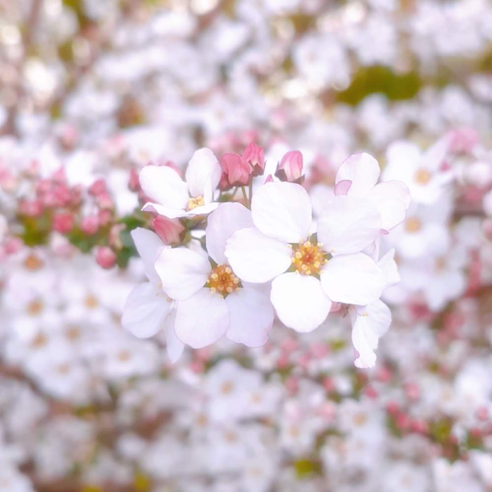 の画像 by hydrangea1112さん | ㊗️PONJIさん2800picとワクワクの花たちと ユキヤナギと自宅近くでと春よ来い、早く来いとチーム花が好き♡とコロナに負けるな!とコロナおしりペンペン( ・᷄ὢ・᷅ )としあわせ運べるようにとNEWチーム横浜と㊗️じゅんさん2700picと明日はきっと良い日になると花のある暮らしと頑張れ❗️日本