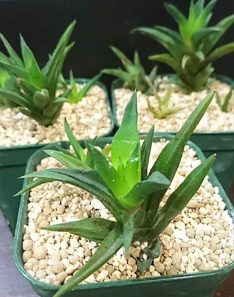 の画像 by さらりんさん | 多肉植物と名無しさん。と元気になりました♪と見切り品と多肉女子とタニラーと癒される~♪とハオさん?と瀕死の状態から復活!