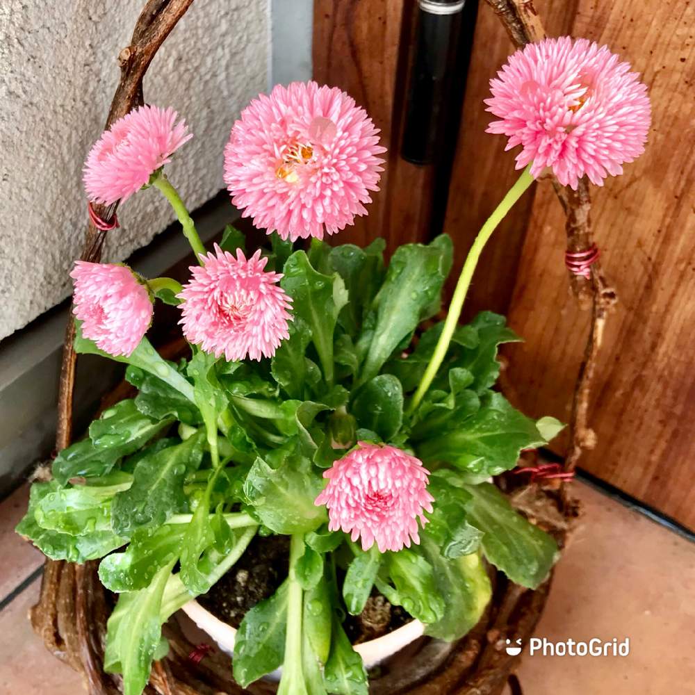 玄関の画像 by 週末だけ野良人ISOさん | 玄関とデージーとお気に入りの器や花瓶と植物と家庭菜園とチーム岐阜と今日のお花と家庭菜園奮闘日記