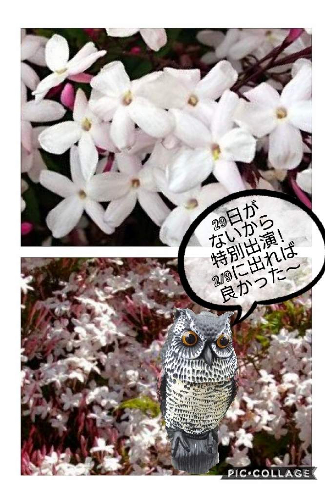の画像 by トリトンさん | ハゴロモジャスミンとキュンキュン乙女倶楽部と医療・介護の皆様に感謝と春よ来い、早く来いと山火事鎮火を願ってと癒やされる♡とGS日和としあわせ運べるようにと地震お見舞い申し上げますとキュンキュン乙女倶楽部No.183とかわいいとGS散歩☆世田谷