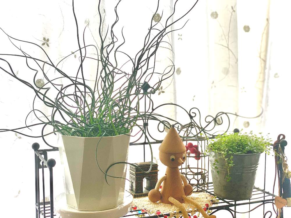 の画像 by ココアさん | 観葉植物とグリーンのある暮らしとナチュラルスタイルとラセンイ,といやし♪