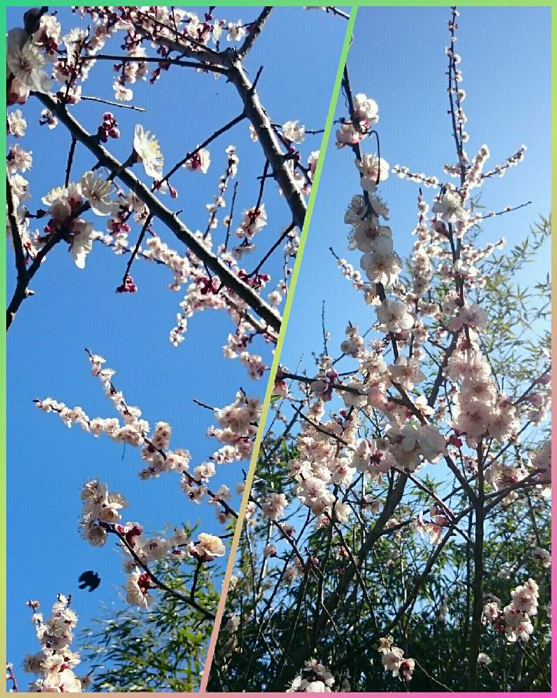 広い庭の画像 by じじらさん | 広い庭と多肉植物と多肉大好きと庭の花と道端にさくとはなはなとおうち園芸と多肉女子と我が家の庭と花のある暮らしとさくらと多肉多肉多肉