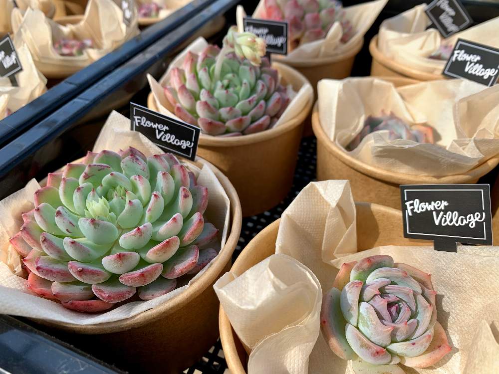 インテリアの画像 by Flower Villageさん | インテリアと多肉中毒とエケベリア アーロンスと韓国苗販売とボタニカル女子と鷺沼フラービレッジとボタニカル・ライフとキャラリオンと神奈川タニラーとボタニカルアートとベランダガーデンと植中毒とエケベリア女子とフラワービレッジとお家時間とタニラーと韓国苗とflowervillageとお部屋ガーデンとフラワービレッジ鷺沼とエケベリア ロジャンナ