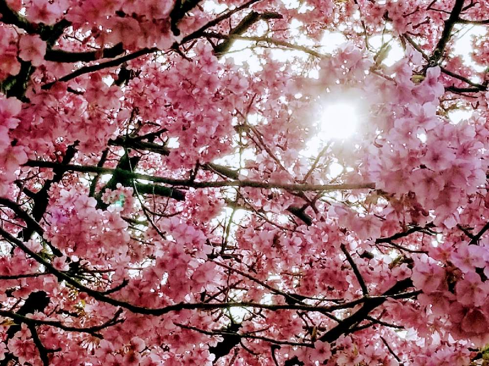 の画像 by シロネコさん | カワヅザクラと季節を楽しむと花のある風景と樹木と木漏れ日と花のある暮らし
