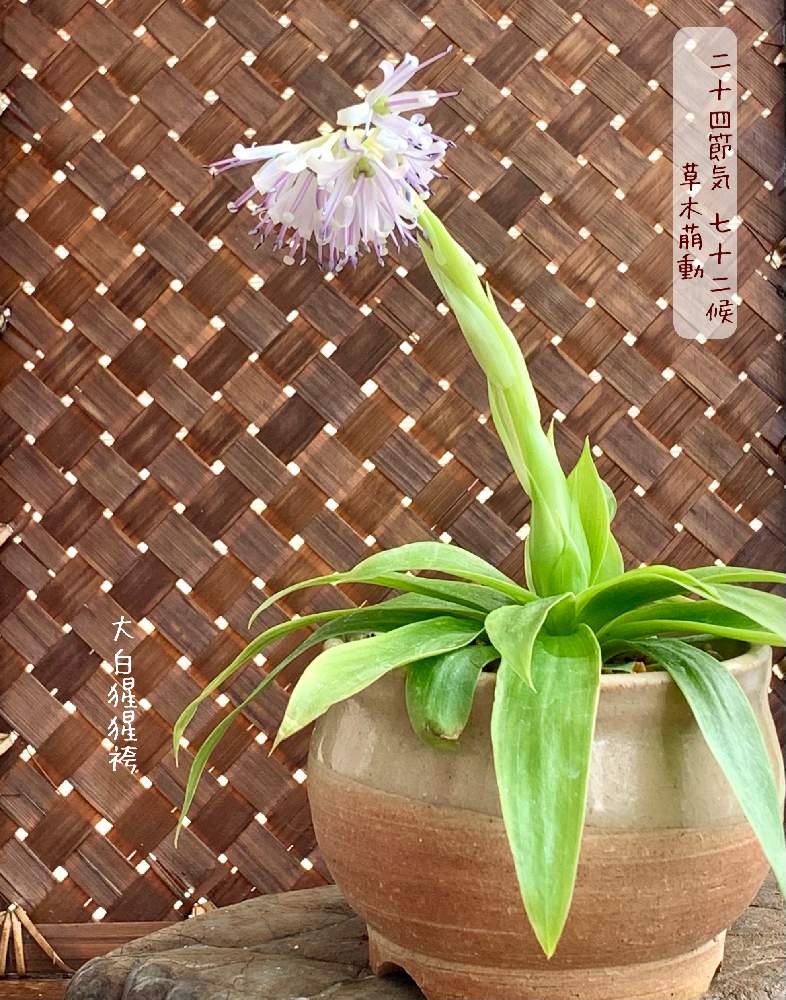 バルコニー/ベランダの画像 by 美野美谷さん | バルコニー/ベランダとM's style bonsaiと山野草と大白猩々袴と猩々袴と二十四節気・七十二候