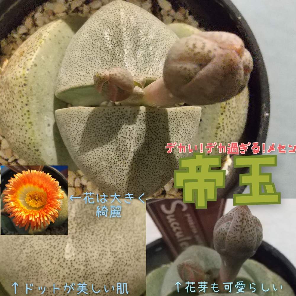 階段/廊下の画像 by まっしゅるームさん | 階段/廊下と帝玉と低クオリティーになったおと多肉植物と開花とおうち園芸と美しい...とmy succulentと(^ー^)カワイイと珍奇植物とこりゃ凄いとかっこいい( ・`д・´)