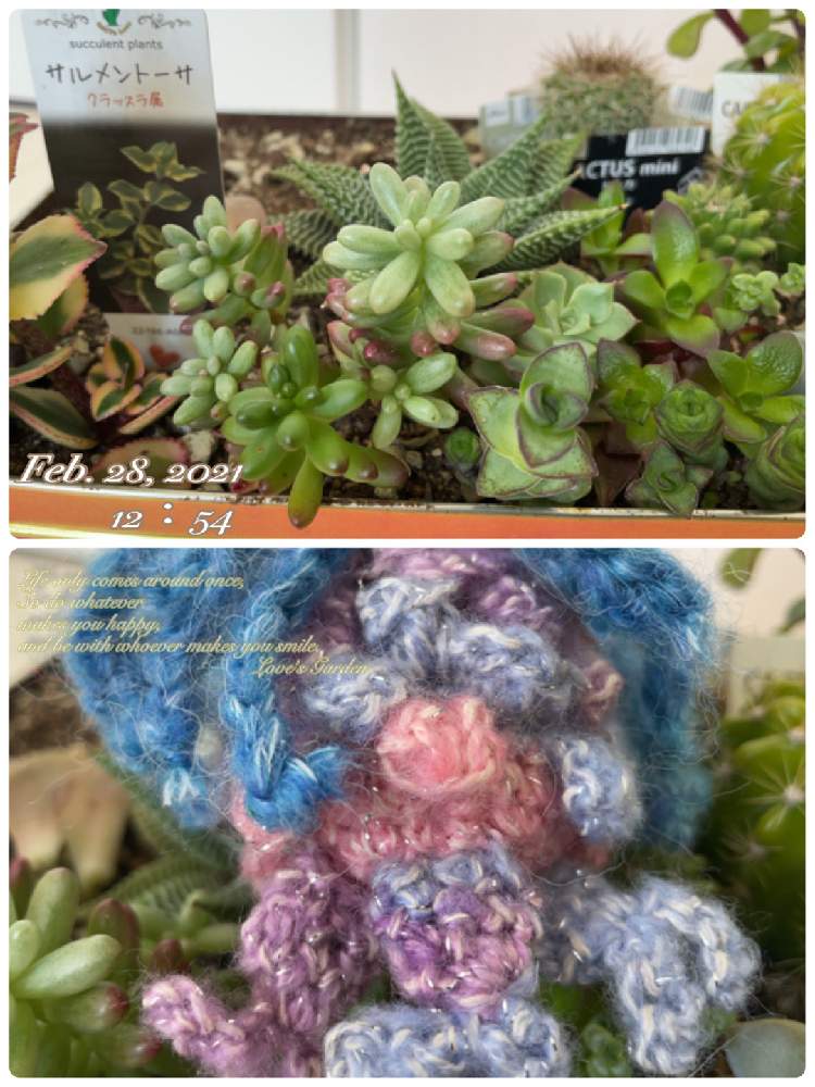 小さな庭の画像 by らぶさん | 小さな庭とオーロラと虹の玉と多肉植物とおうち園芸とGSミニモニ。とつぶつぶの日と多肉女子とオケツの日