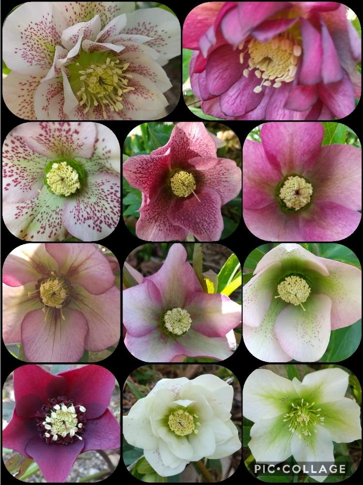 の画像 by はてはぁなさん | クリスマスローズといい感じ♡と癒される♡とチーム岐阜と冬の花と美しいとキレイ✨と地植えとmy garden