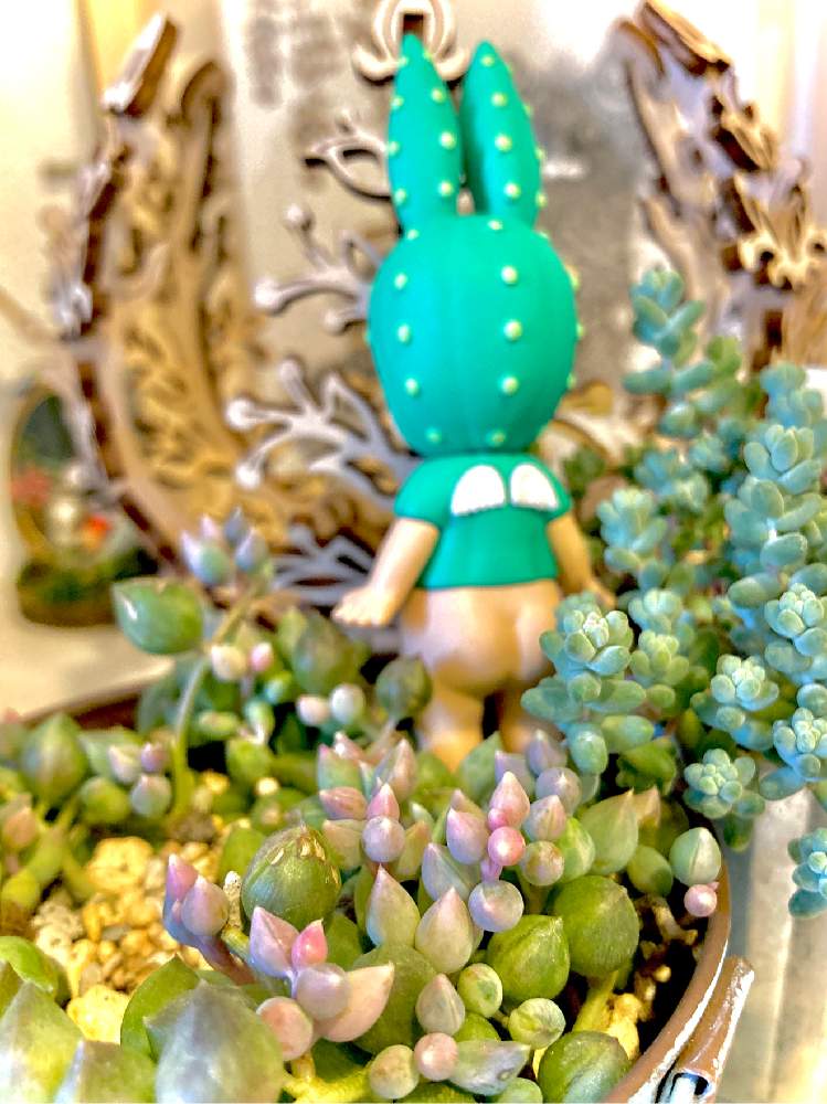 窓辺の画像 by そうはるさん | 窓辺といつも、いいね!ありがとうございます(*´`)♡と多肉植物と多肉のある暮らしとコロナに負けるな!と今日の一枚とコロナおしりペンペン( ・᷄ὢ・᷅ )とつぶつぶの日と多肉女子と多肉植物とサボテンとオケツの日と多肉初心者