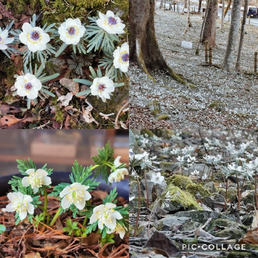 お出かけ先の画像 by リリーさん | お出かけ先と節分草と癒やされると優しい花と爽やかと春色と花のある暮らしと小鹿野町と両神