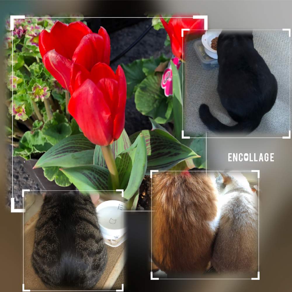 の画像 by 4匹の猫ママさん | グリとチャッピーとカルピン♪とおやゆび姫とノアールとチューリップ親指姫とオケツの日と皆様に感謝します^_^と皆様いつも有り難う^_^