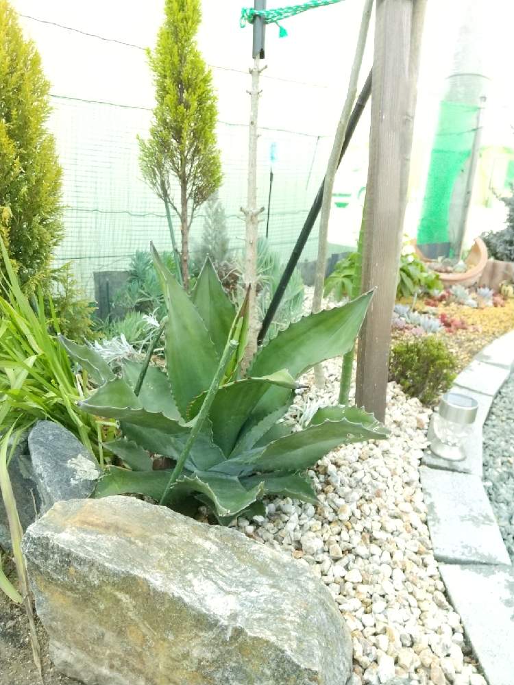 の画像 by えいきち×GARDENさん | トゲトゲとアガベ AGAVEとロックガーデンと露地植えとGS永ちゃん部と手作りの庭とアガベ地植えとアガベあるあるとCAT'S EYE MISSIONと庭づくりと本日撮影分とアガベ大好きとえいきち★ガーデンと地植えとアガベ属