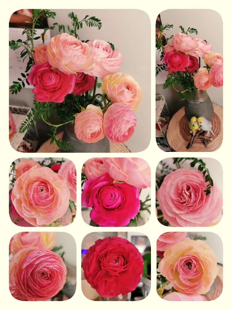 の画像 by マカロンさん | 春のお花と小さな幸せ❤とまきまきラナンキュラスと春の訪れと素敵なラナンキュラスとflowerとgsでの出会いに感謝♡と❇︎ラナンキュラスと花のある暮らしと❤️大好きラナンキュラスとおうちで自然を感じる