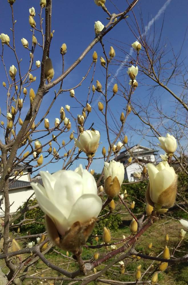 お出かけ先の画像 by 道標さん | お出かけ先とハクモクレンと大きめの花と陽に照らされてと春の陽射しと魅力的と咲き始めと陽当たりの良い場所と可愛いと開けた場所と白い花とお散歩と素敵