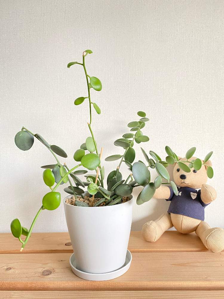 の画像 by nicoさん | グリーンドラムとn⁂001と多肉植物と観葉植物とクセロシキオス属と挿し木とグリーンドラム挿し木と成長記録と新芽