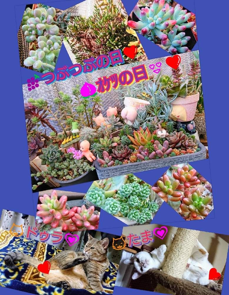 バルコニー/ベランダの画像 by のりっぺさん | バルコニー/ベランダとセダム 虹の玉 とセダム オーロラとセダム 乙女心とオトンナ ルビーネックレスとグラプトペタルム だるま秋麗とセネシオ 万宝とエケベリア 大和錦とブラウンシア 碧魚連とエケベリア 大和美尼とエケベリア 魅惑の宵とたまと素敵便♥️と今を乗切るぞ!とK.Kさん's 多肉ちゃんたち♥️とつぶつぶの日とK.Kさんのお鉢♥️とオケツの日とドゥラちゃんと多肉ちゃん初心者と楽しい園芸o(^o^)oとバルコニストと春よ~来い♥️