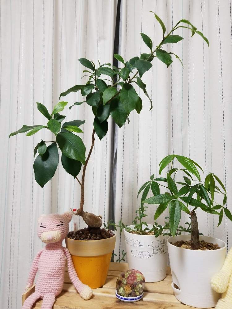 部屋の画像 by リトルネーブルさん | 部屋と備忘録と ガジュマルとハイドロカルチャーとおうち園芸と剪定計画中と復活と新芽と経過観察