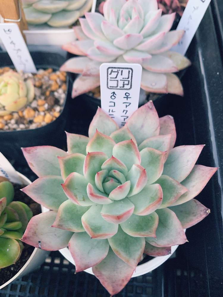 広い庭の画像 by よっしーさん | 広い庭とアクアテラ×コルテスと多肉植物とピンク ぴんく Pinkと多肉のある暮らしとおうち園芸と多肉植物とサボテン